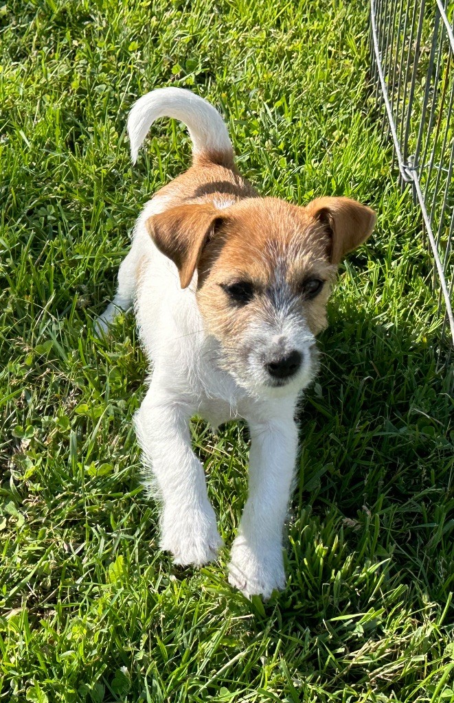 Lacus Meduli - Chiot disponible  - Jack Russell Terrier