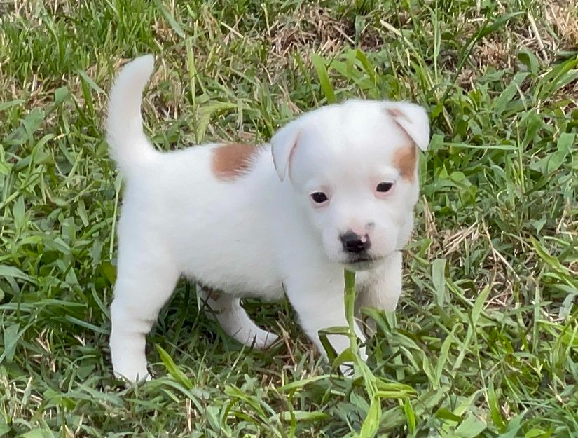 Lacus Meduli - Chiot disponible  - Jack Russell Terrier