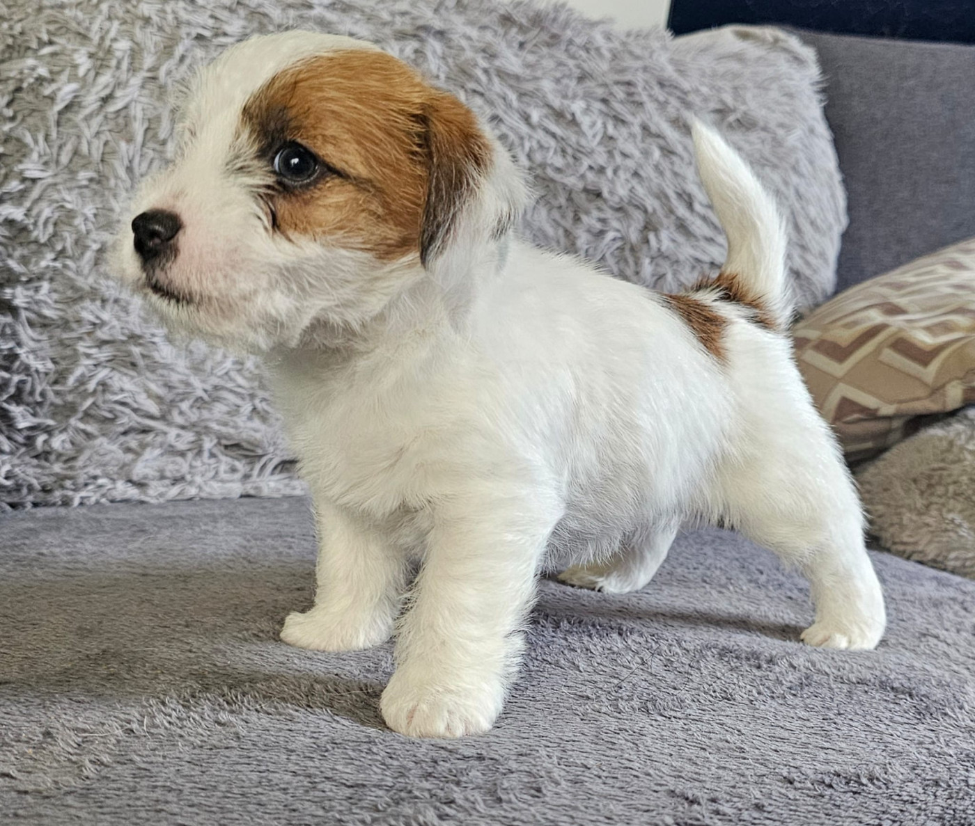 Lacus Meduli - Chiots disponibles - Jack Russell Terrier