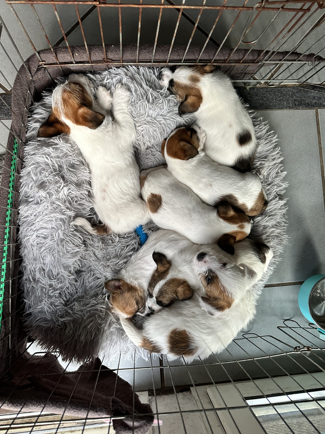 Chiot Jack Russell Terrier Lacus Meduli