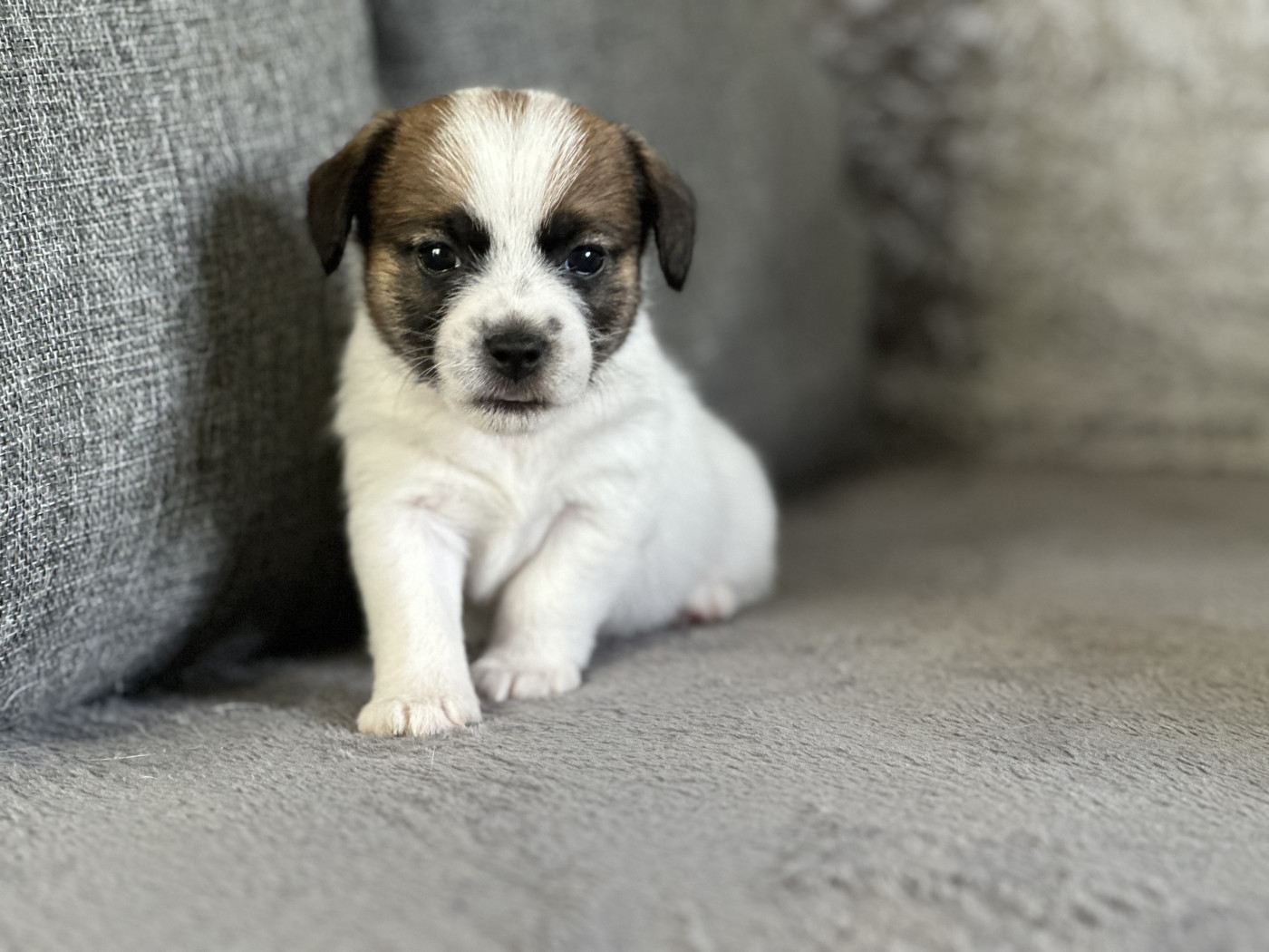 Lacus Meduli - Chiots disponibles - Jack Russell Terrier