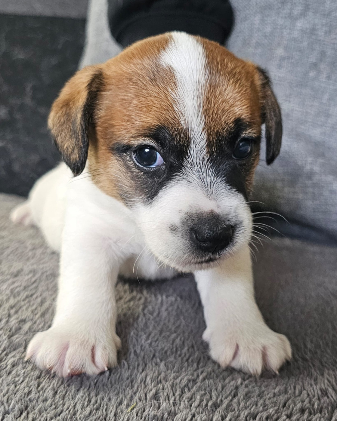 Lacus Meduli - Chiots disponibles - Jack Russell Terrier