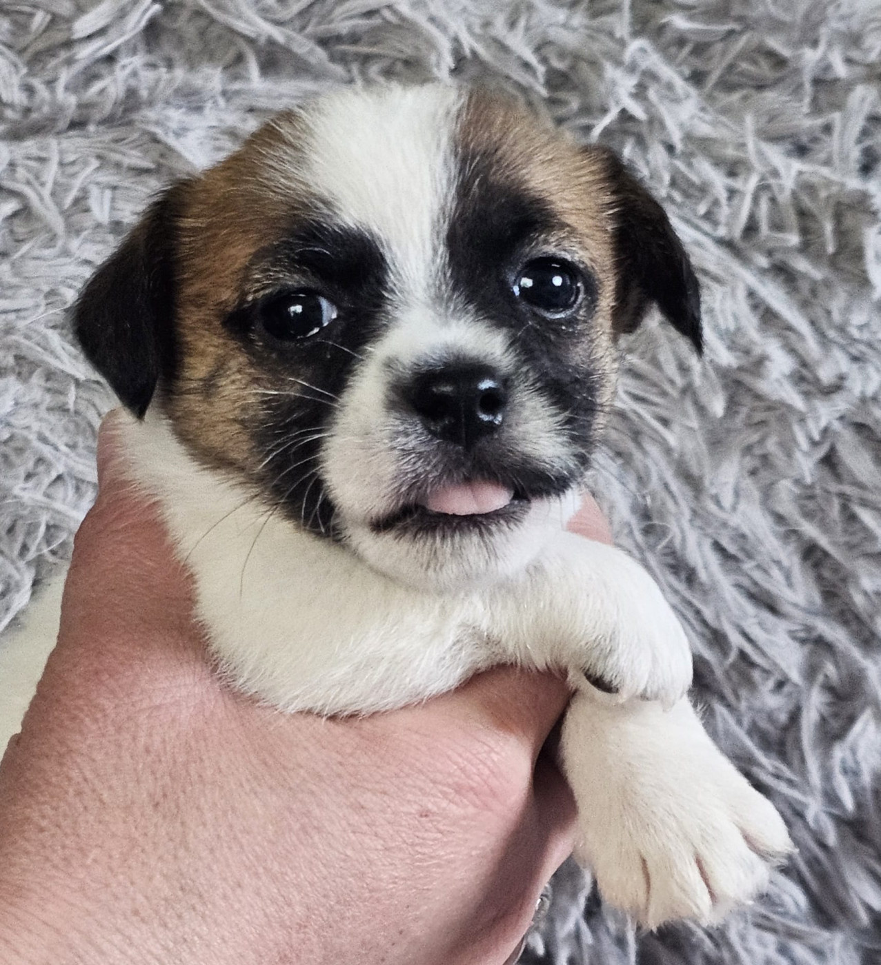 Lacus Meduli - Chiots disponibles - Jack Russell Terrier