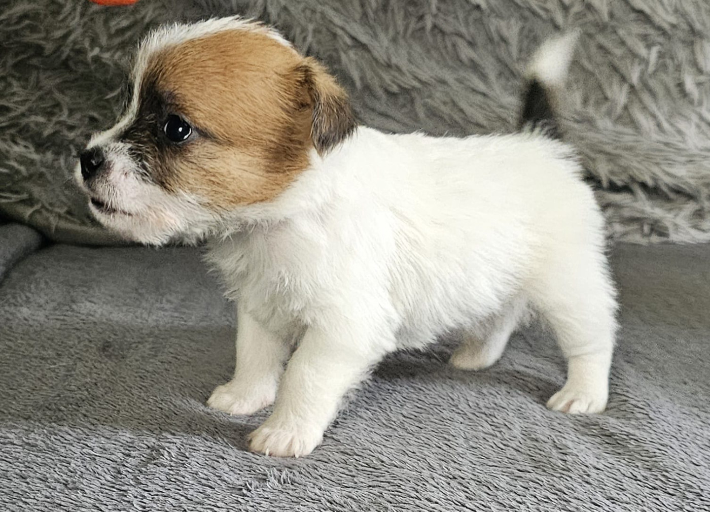 Lacus Meduli - Chiots disponibles - Jack Russell Terrier