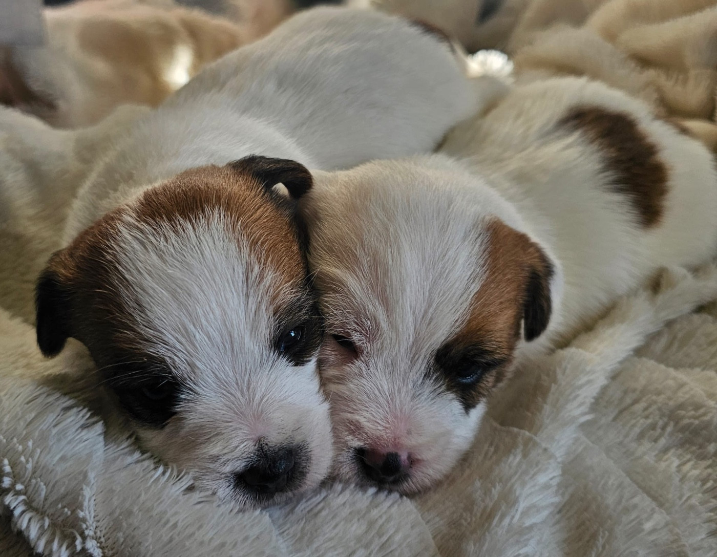 Chiot Jack Russell Terrier Lacus Meduli