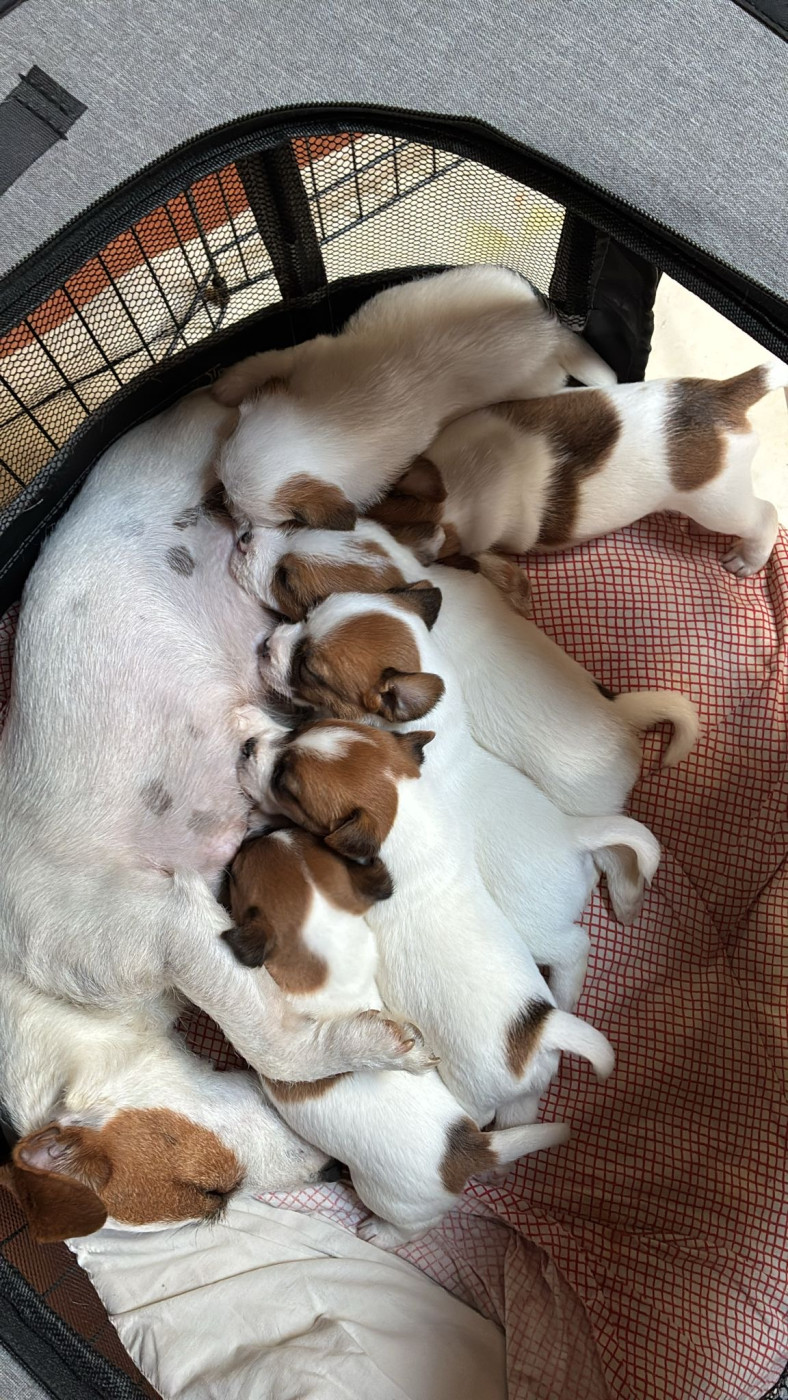 Chiot Jack Russell Terrier Lacus Meduli