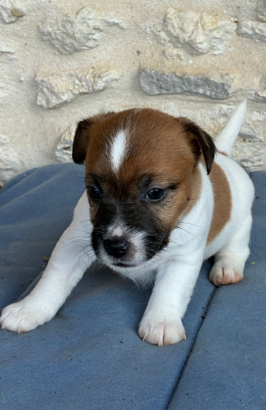 Lacus Meduli - Chiots disponibles - Jack Russell Terrier