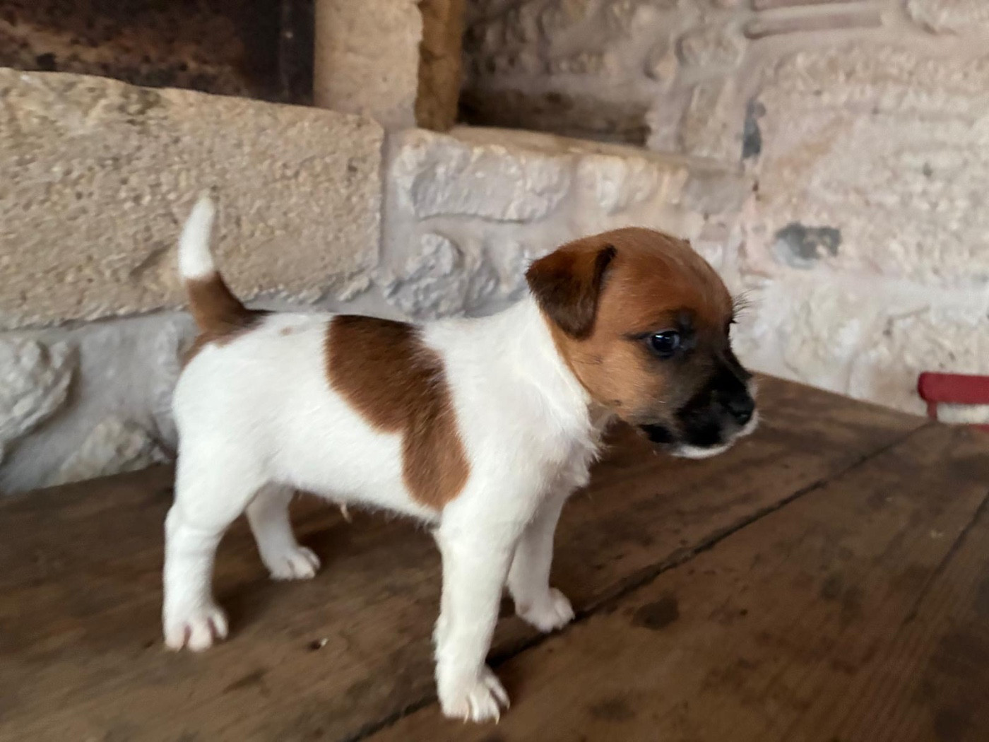 Lacus Meduli - Chiots disponibles - Jack Russell Terrier