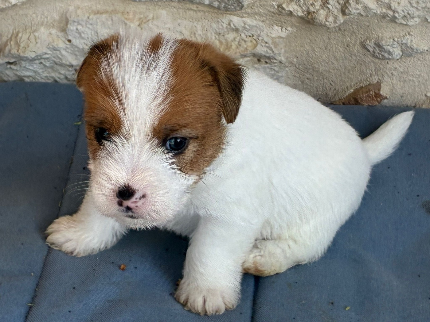 Lacus Meduli - Chiots disponibles - Jack Russell Terrier