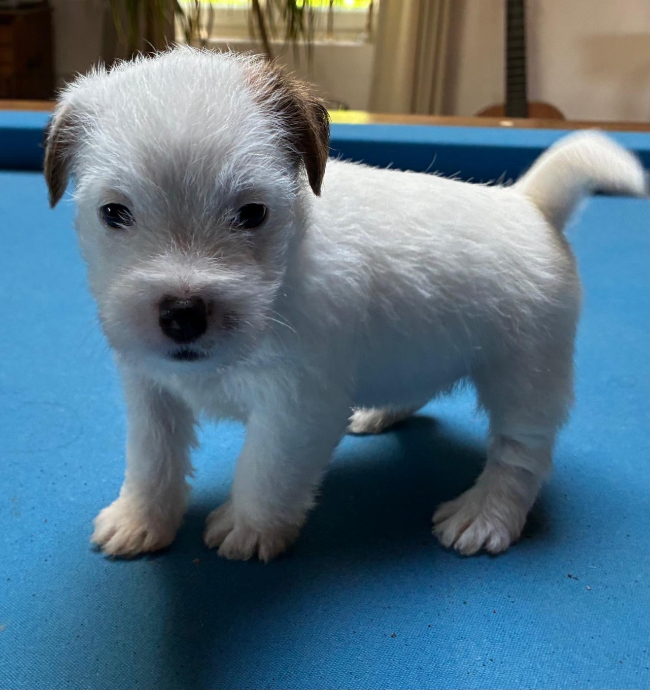 Lacus Meduli - Chiots disponibles - Jack Russell Terrier