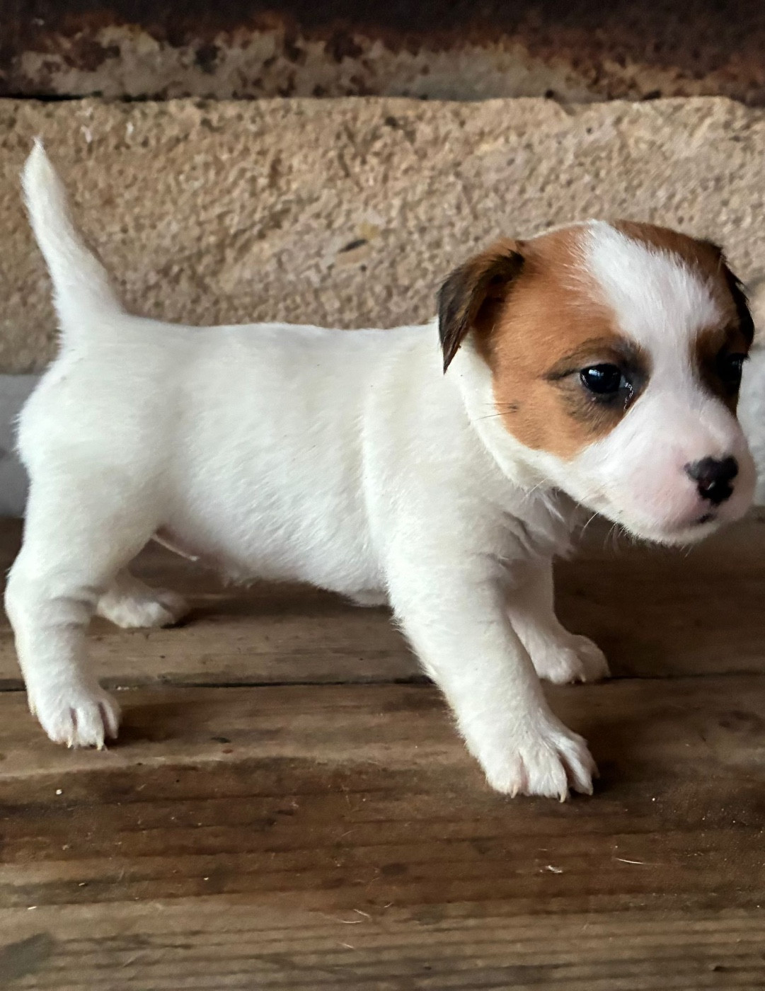 Lacus Meduli - Chiots disponibles - Jack Russell Terrier