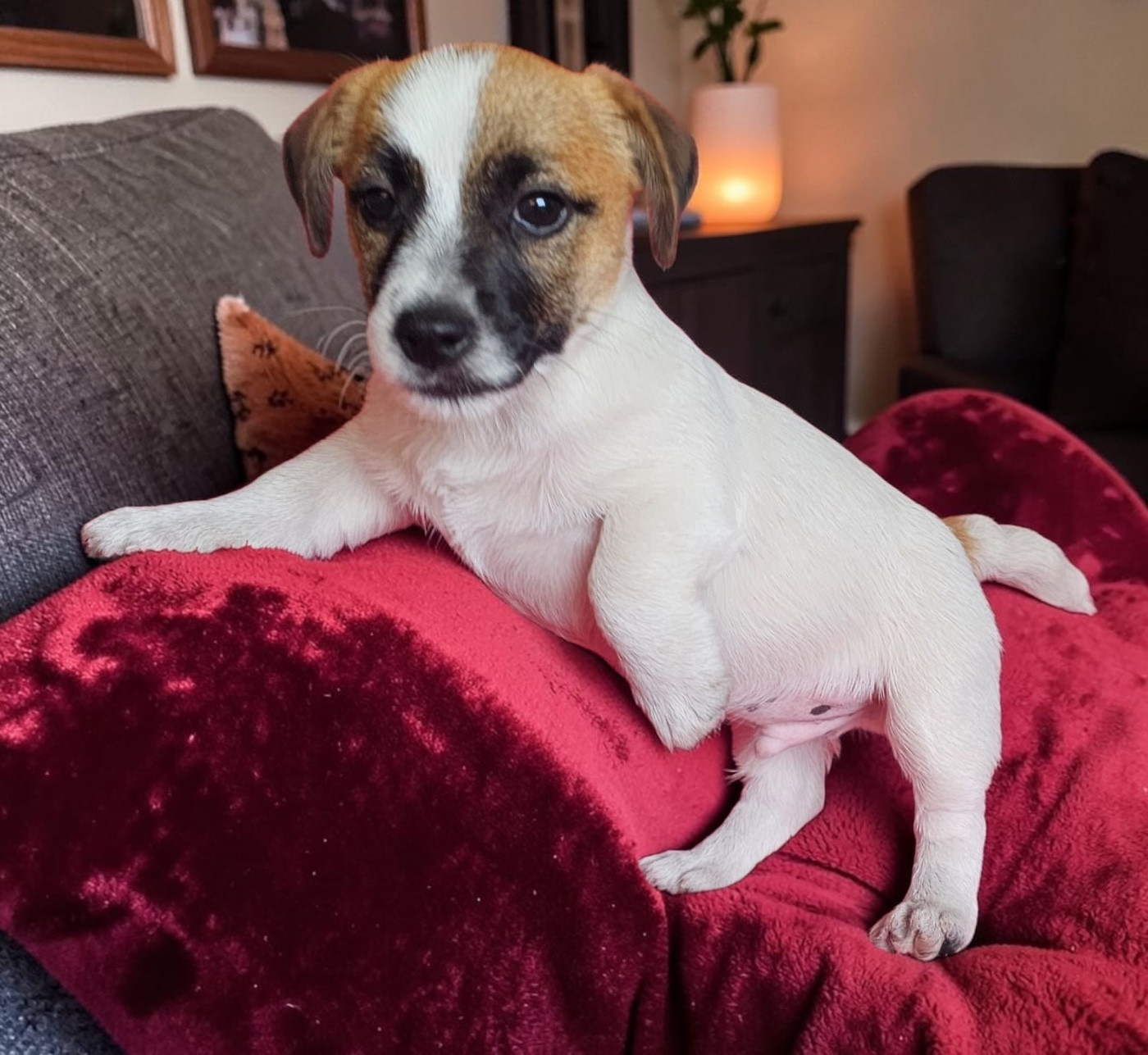 Lacus Meduli - Chiots disponibles - Jack Russell Terrier