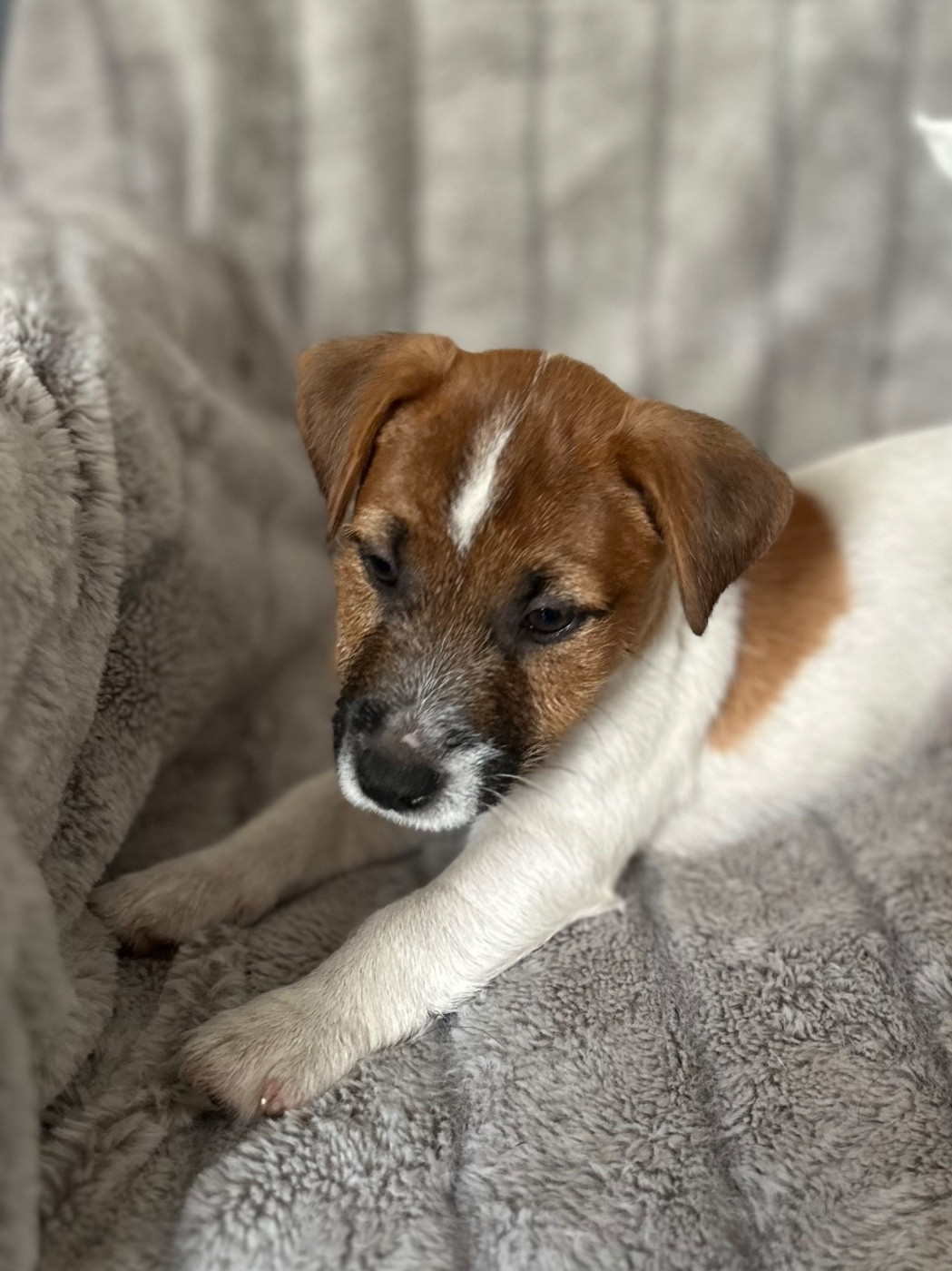 Lacus Meduli - Chiots disponibles - Jack Russell Terrier