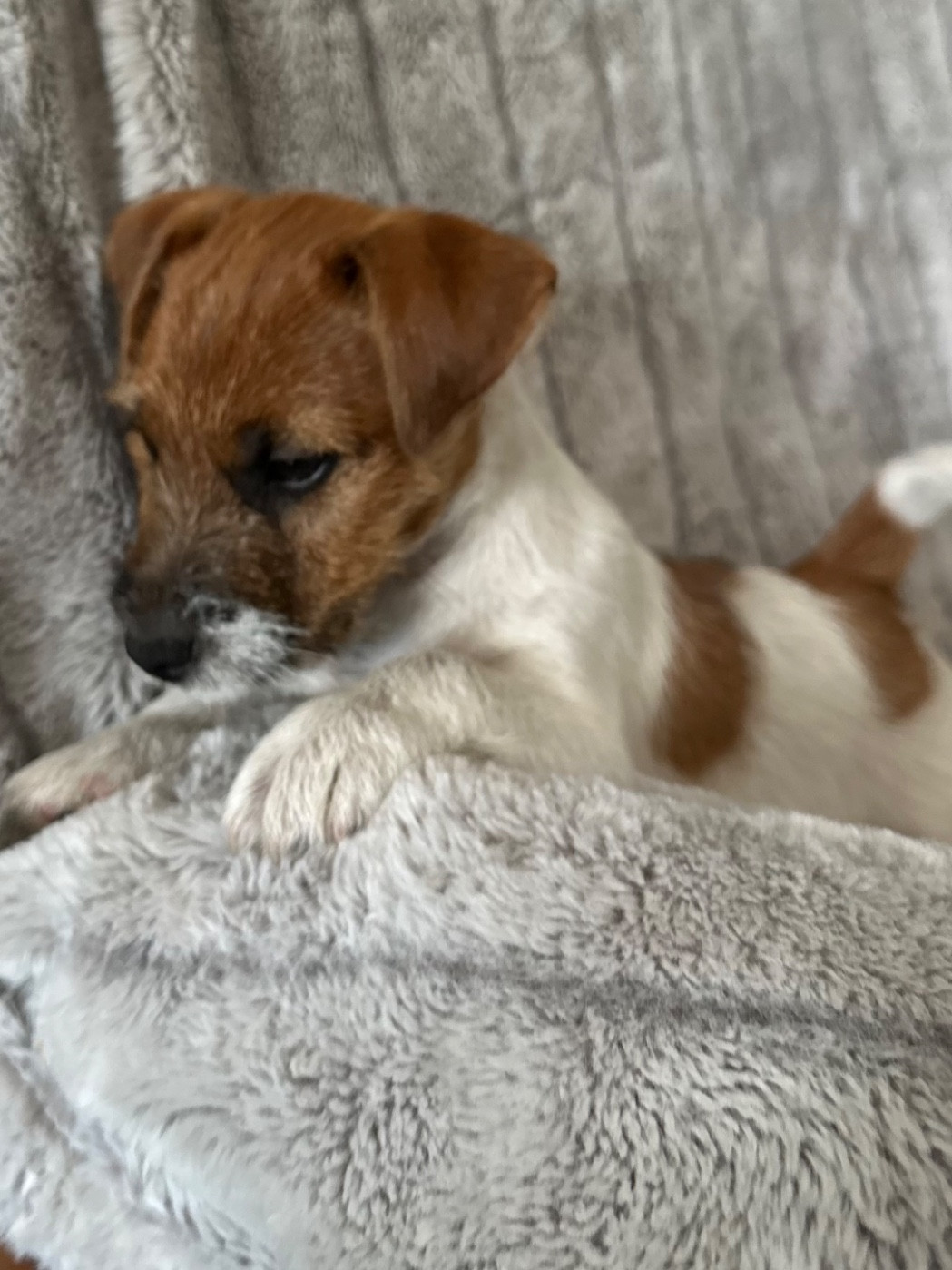 Lacus Meduli - Chiots disponibles - Jack Russell Terrier