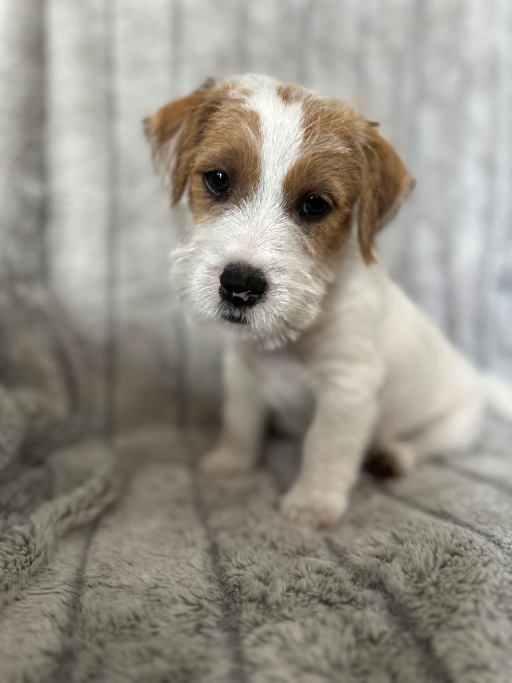 Lacus Meduli - Chiots disponibles - Jack Russell Terrier