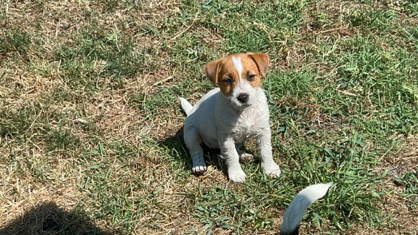 Lacus Meduli - Chiots disponibles - Jack Russell Terrier