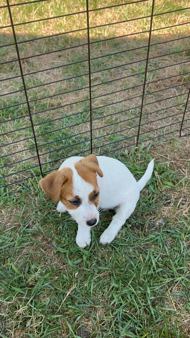 Lacus Meduli - Chiots disponibles - Jack Russell Terrier