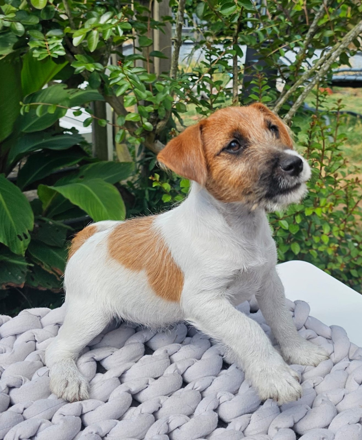 Lacus Meduli - Chiots disponibles - Jack Russell Terrier