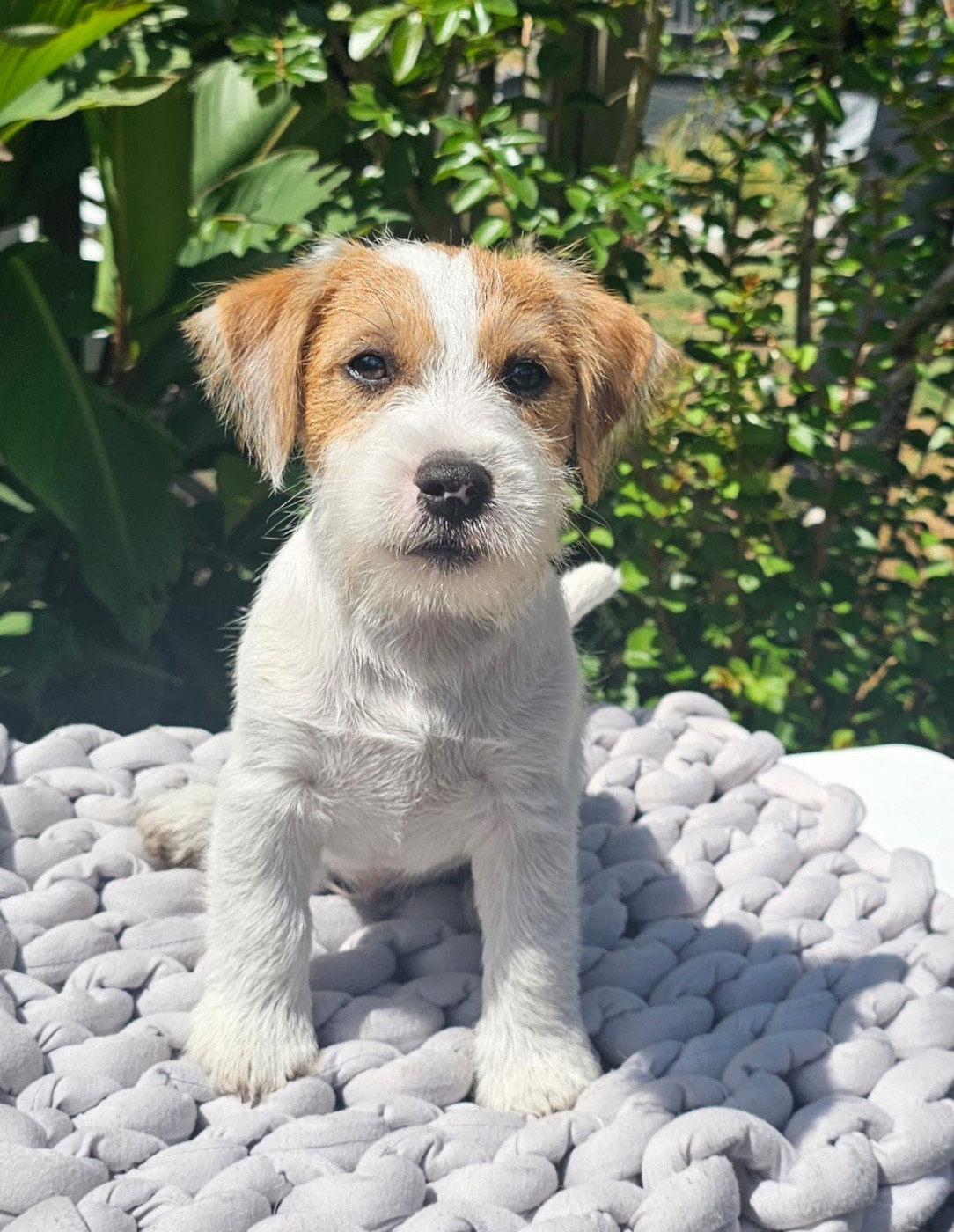 Lacus Meduli - Chiots disponibles - Jack Russell Terrier