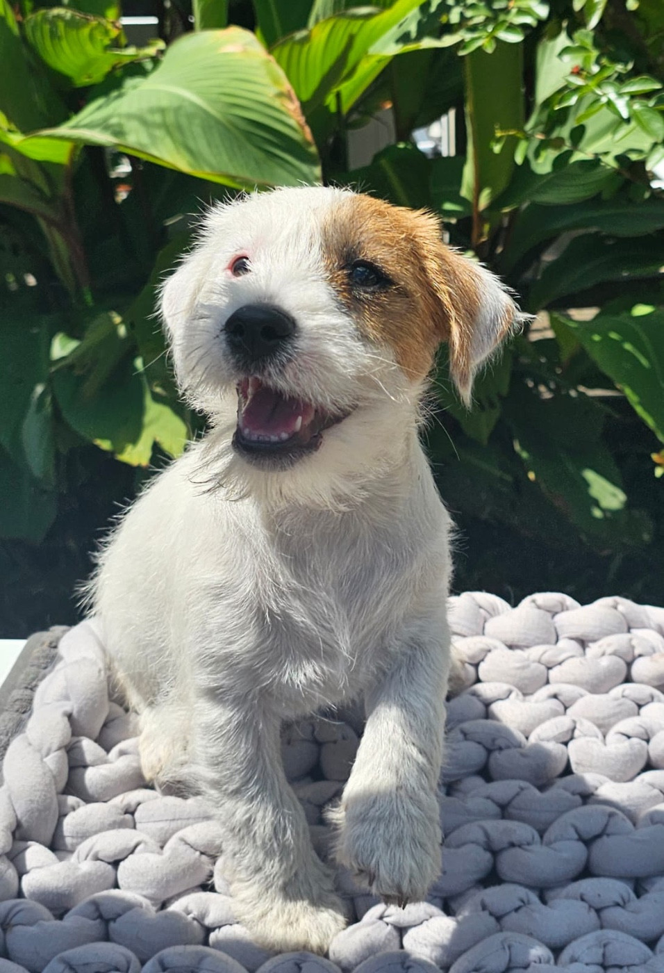 Lacus Meduli - Chiots disponibles - Jack Russell Terrier