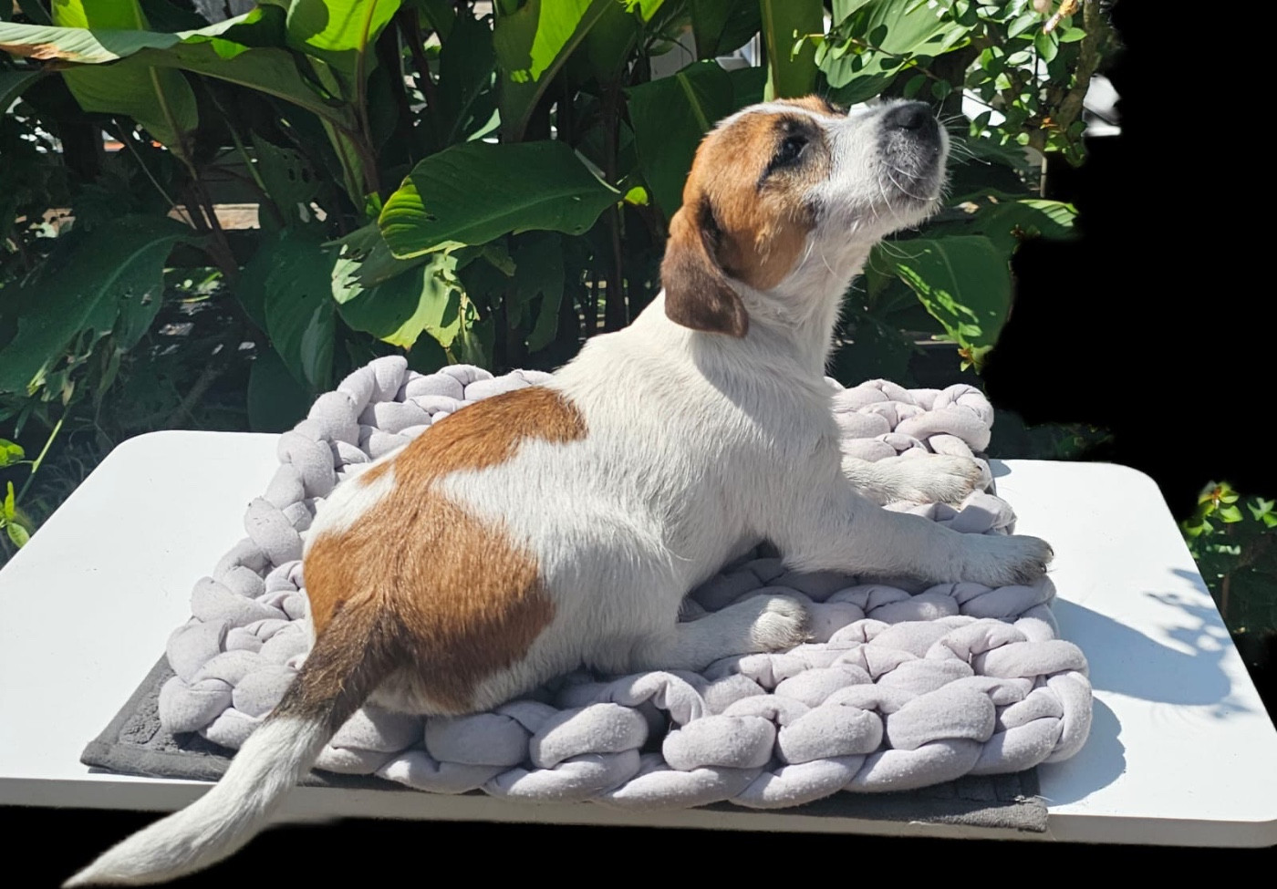Lacus Meduli - Chiots disponibles - Jack Russell Terrier