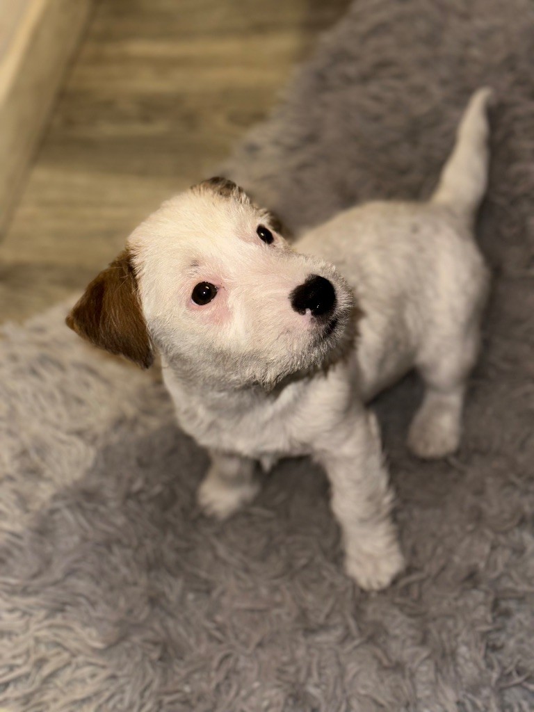 Lacus Meduli - Chiots disponibles - Jack Russell Terrier