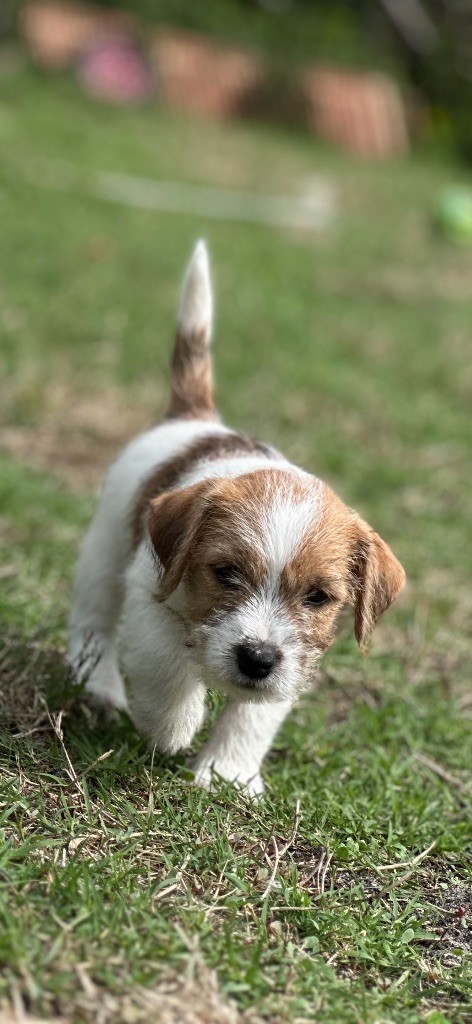 Lacus Meduli - Chiots disponibles - Jack Russell Terrier