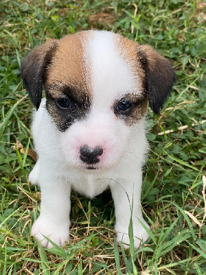 CHIOT 3