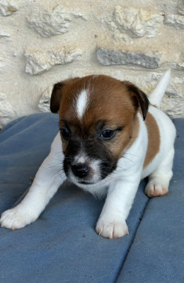 Chiot N°1