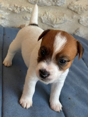 Chiot N°6