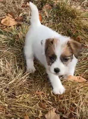 CHIOT 5