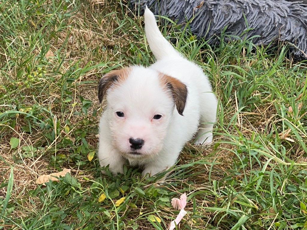 Lacus Meduli - Chiots disponibles - Jack Russell Terrier