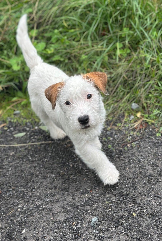 Lacus Meduli - Chiots disponibles - Jack Russell Terrier