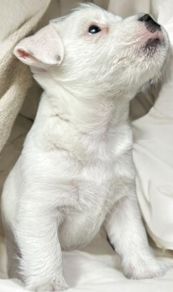 Lacus Meduli - Chiots disponibles - Jack Russell Terrier