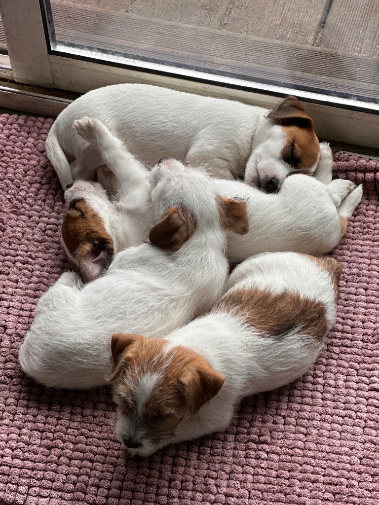 Lacus Meduli - Jack Russell Terrier - Portée née le 14/07/2025